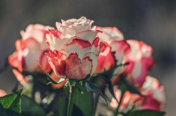 В ФТС заявили об увеличении поставок цветов в преддверии 8 Марта