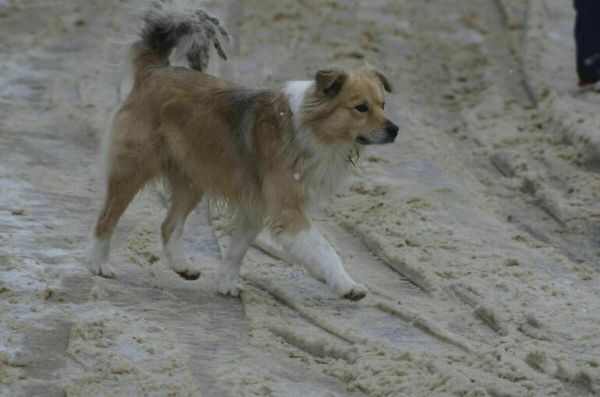  В Подмосковье затопило приют с собаками