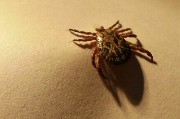 Вирусолог призвал ставить прививку от энцефалита всем, кто бывает на природе