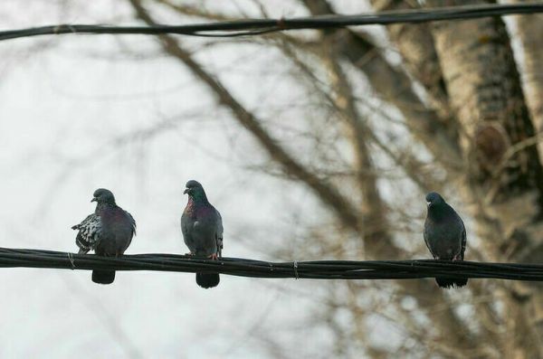 Следующая неделя в Москве будет сухой и солнечной