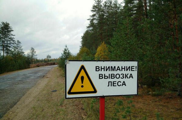 В 2023 году в России планируют восстановить 1,4 миллиона гектаров леса