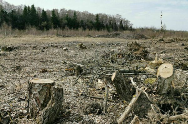 В районе Костромской области ввели режим ЧС из-за подземного торфяного пожара