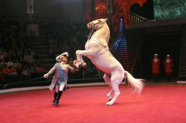 Стратегию развития циркового искусства до 2035 года хотят принять в РФ