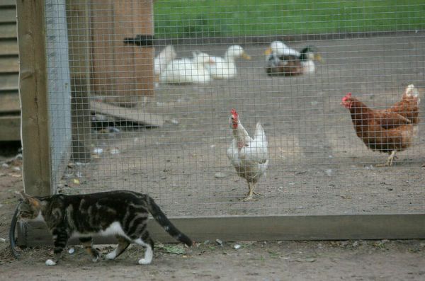 Сколько кур можно держать на даче, хотят определить в законе