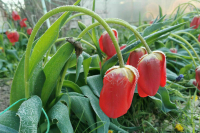 МиГ-31 сопроводил военный самолет ВВС Норвегии над Баренцевым морем