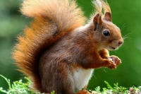 С 1 сентября в Подмосковье вводится обязательная регистрация собак