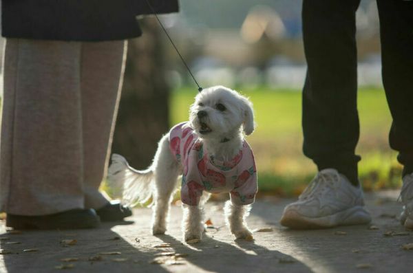 С 1 сентября в Подмосковье вводится обязательная регистрация собак