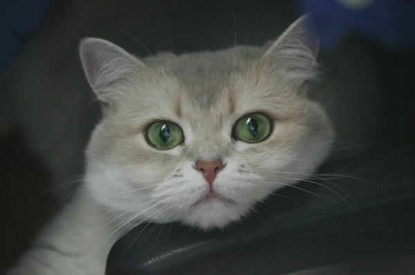 С начала 2023 года в России зафиксировано 518 случаев бешенства животных