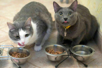 Сахарова: Развитие женской повестки укрепит отношения РФ со странами АСЕАН Сахарова: Развитие женской повестки укрепит отношения РФ со странами АСЕАН