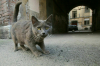 В июле россияне продали иностранной валюты на 44,4 миллиарда рублей