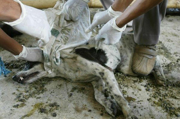 В Тюменском поселке ввели карантин по бешенству животных