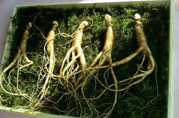 За уничтожение женьшеня и родиолы розовой предложили наказывать уголовно