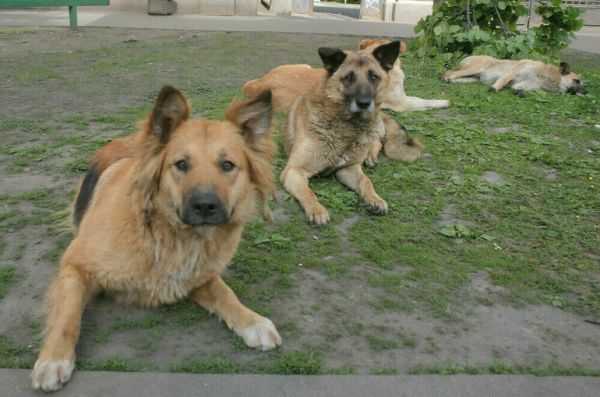 В Нижневартовске проверяют информацию о нападении собак на женщину