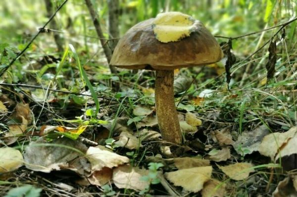 Гигель: В России функционирует 1300 лесных питомников