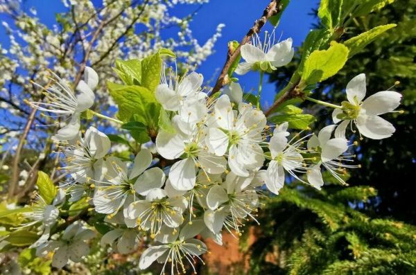 Врач не исключил появления аллергии на пыльцу из-за COVID-19