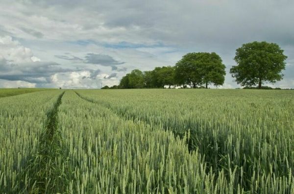 Лут заявила о наличии финансов для восстановления посевов