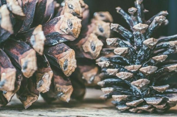 Матвиенко поручила заняться вопросом переработки кедрового ореха Матвиенко поручила заняться вопросом переработки кедрового ореха