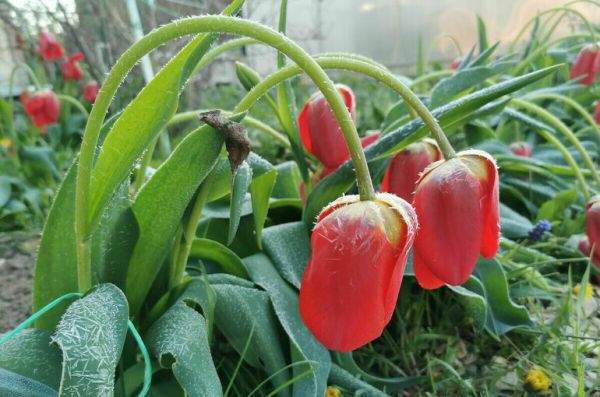 Незастрахованным фермерам, чьи посевы погибли в заморозки, окажут поддержку