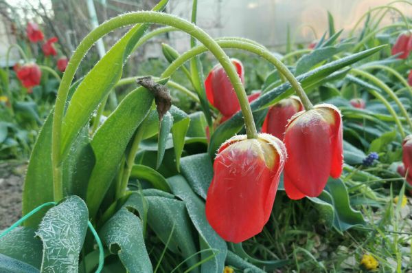 Минсельхоз: Режим ЧС из-за заморозков может быть введен до конца недели