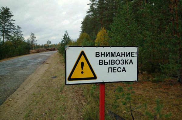 За нарушение правил перевозки древесины будут штрафовать