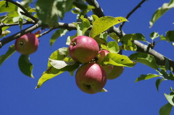 Учитывать личные подсобные хозяйства будут по-новому
