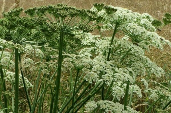 В Госдуму внесен законопроект о новых штрафах за неуничтожение борщевика