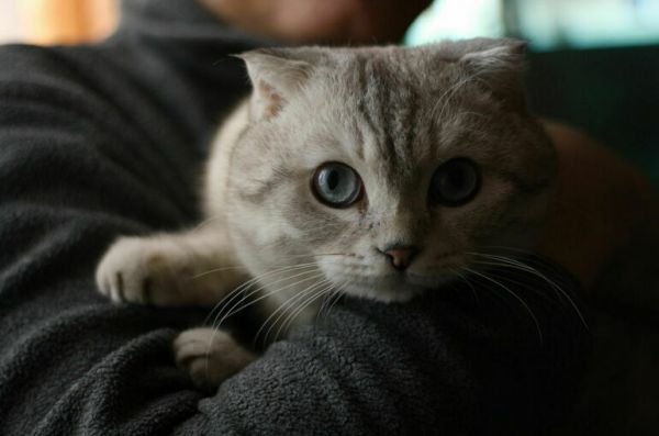 Депутат Бурматов ждет доработки законопроекта о &laquo;мягких лапках&raquo;