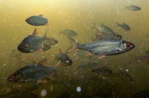 Минсельхоз вновь планирует запретить ловить плотву и воблу в 2025 году Минсельхоз вновь планирует запретить ловить плотву и воблу в 2025 году