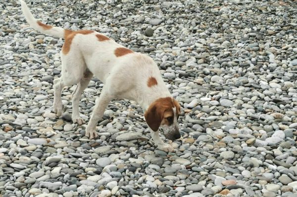 Верховный суд Бурятии запретил эвтаназию бездомных животных