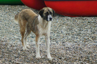 Запрет на парковку электросамокатов в центре Петербурга повторно обсудят в 2025-м