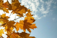 В Москве прогнозируются ночные заморозки