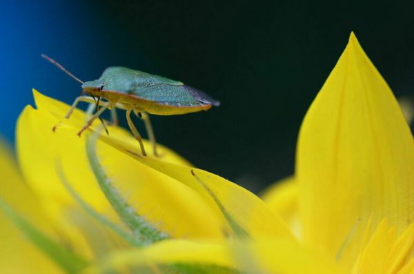 Столичный Роспотребнадзор взял под контроль ситуацию с клопами в одежде из Казахстана