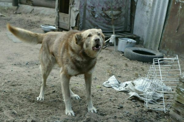 За нарушение правил содержания животных введут штрафы