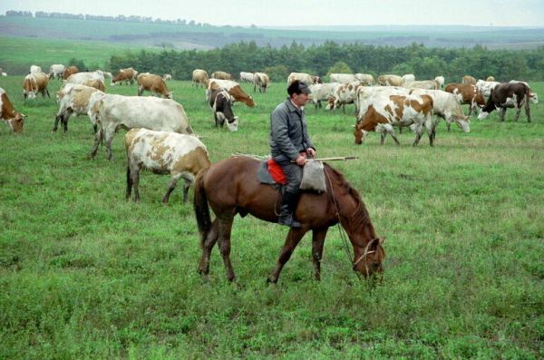 Донбасс и Новороссия получат субсидии на поддержку сельского хозяйства Донбасс и Новороссия получат субсидии на поддержку сельского хозяйства
