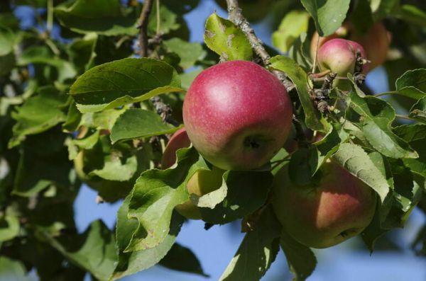 Агропредприятиям и ИП возместят часть затрат на жилье для преподавателей