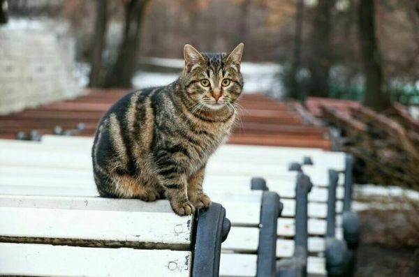 Россиянам спрогнозировали небольшое похолодание на рабочей неделе