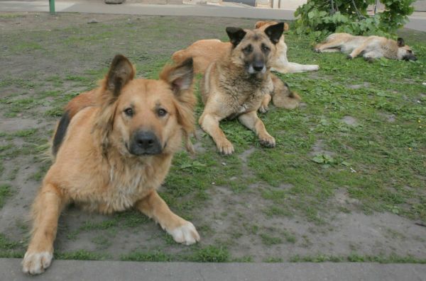 Регионам предложат самим решать судьбу отловленных бродячих собак
