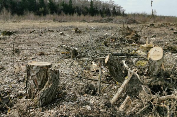 Кабмин намерен полностью искоренить незаконную вырубку леса