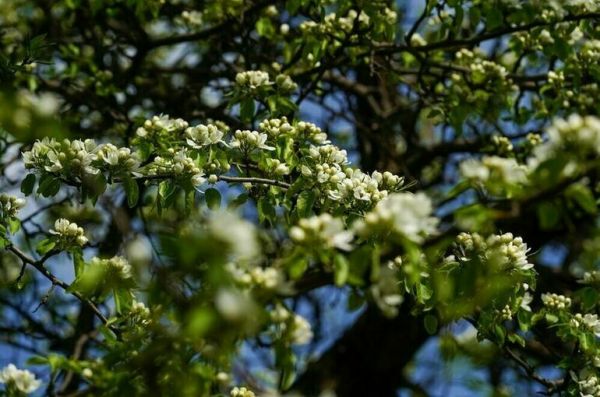 Москвичам рассказали, когда май вернется к климатической норме