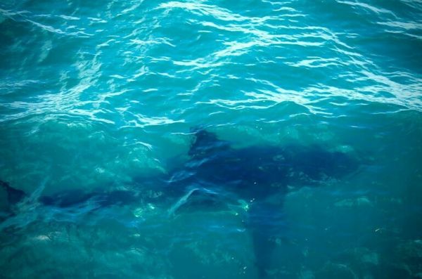 Эксперт объяснил появление акул у пляжей Египта Эксперт объяснил появление акул у пляжей Египта