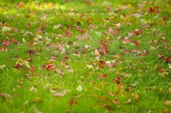 Москвичам пообещали комфортную температуру на выходных