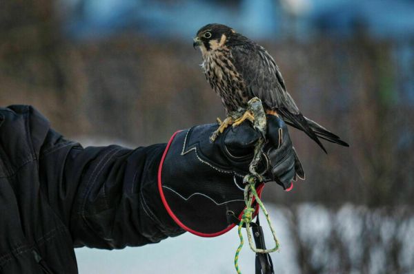 Симуляторы и кино с искусственным интеллектом: как будут развивать национальные виды спорта