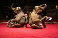 Максим Никулин: Наши артисты во всем мире выходят на манеж с российскими флагами