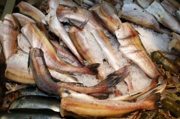 Обязательства по искусственному воспроизводству рыбы на рыболовных участках предложили смягчить