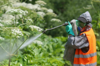 Бурматов считает, что Запад причастен к разрастанию борщевика в РФ