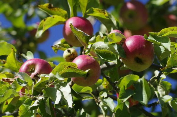 Цели использования бесплатной земли инвалидами предложили уточнить