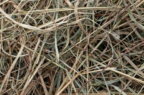 МЧС: В этом году палы травы перекинулись на 21 поселение