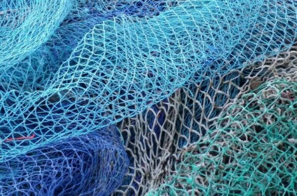 На Таймыре браконьер выловил более 1000 экземпляров краснокнижного сига