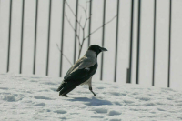 Нилов рассказал, как получить единовременное пособие на ребенка