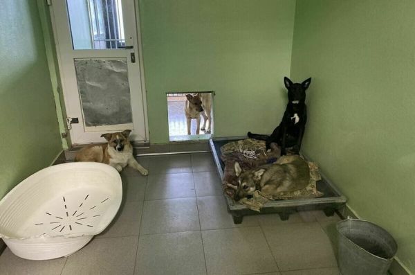 Приюты для собак смогут получить дополнительную господдержку